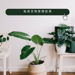 客製化植栽設計方案