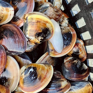 LINE_ALBUM_蛤蜊,魚肚,魚苗_260505_24