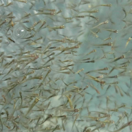 批發販售進口及台灣魚苗