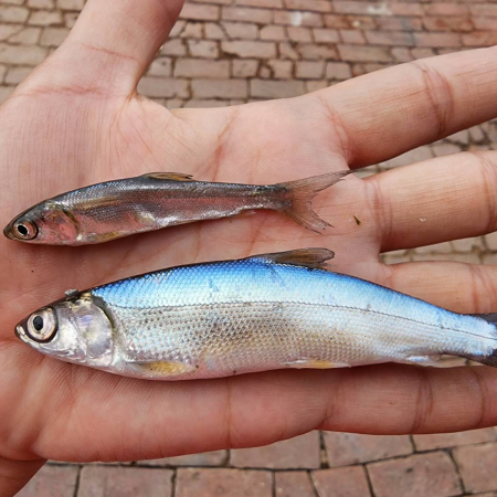 批發販售 虱目魚 2-8吋魚種